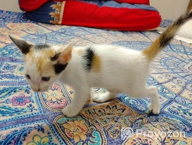 Female cat