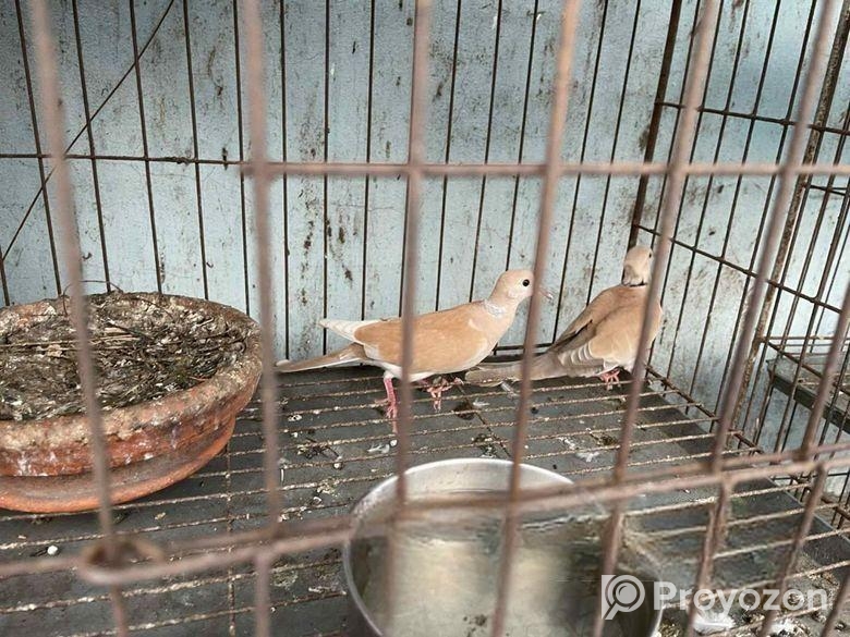 Australian Dove