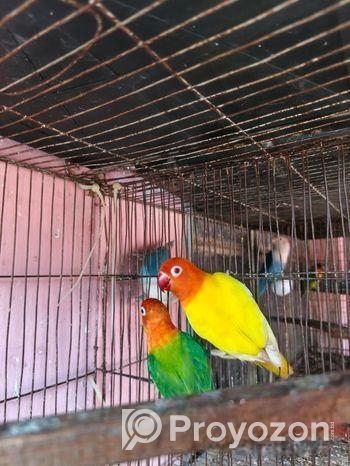 love bird