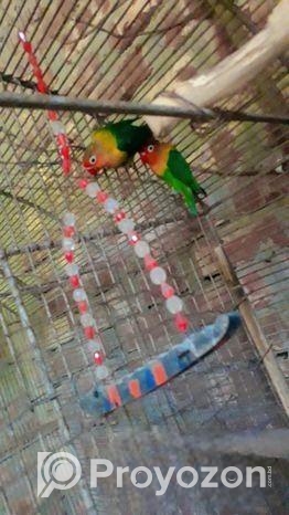 Love Bird