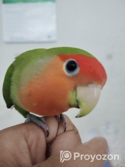 Tame Love Bird