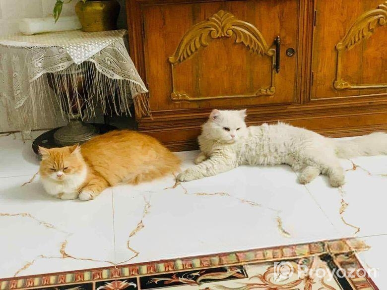 Persian Cat