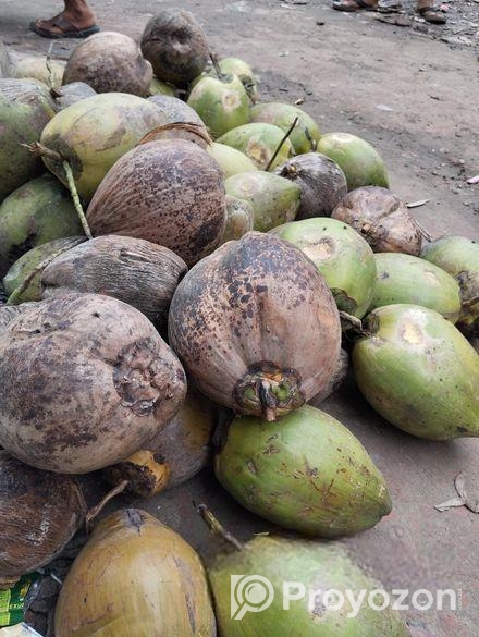 বড় সাইজের নারকেল বা মাঝারি সাইজের নারকেল