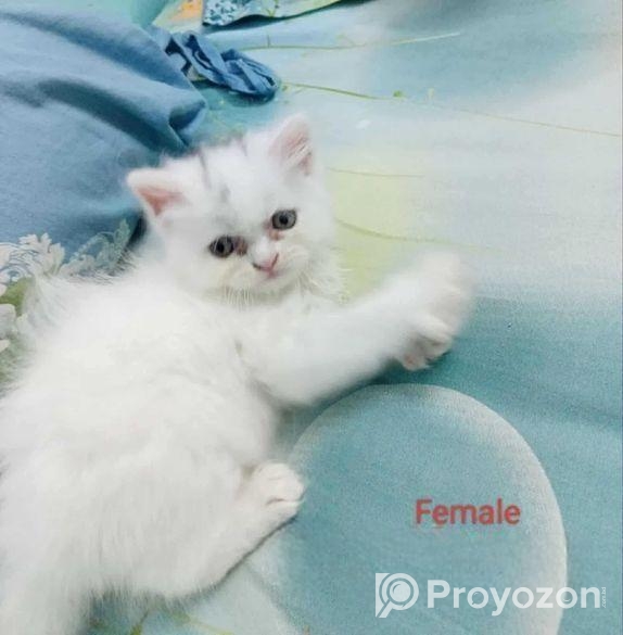 Persian Cat