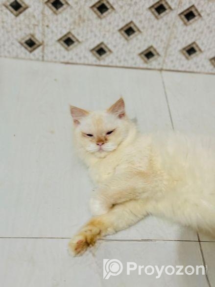 Persiyan cat