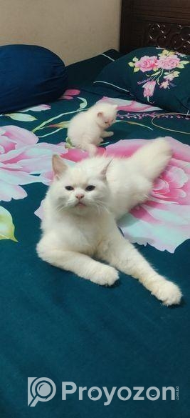 Cat For Sell