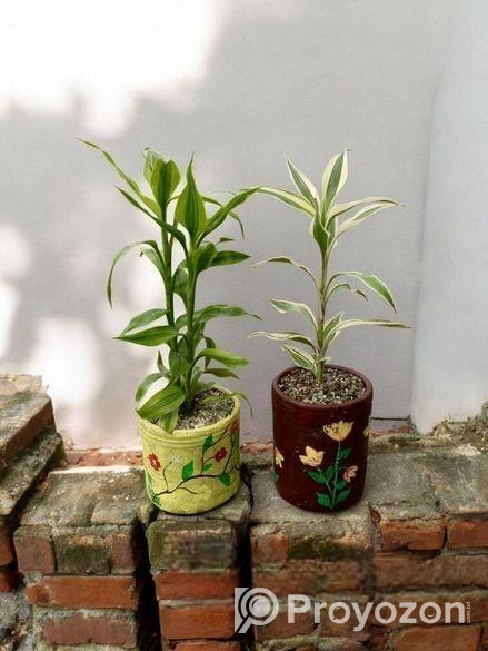 Best Indoor Plants
