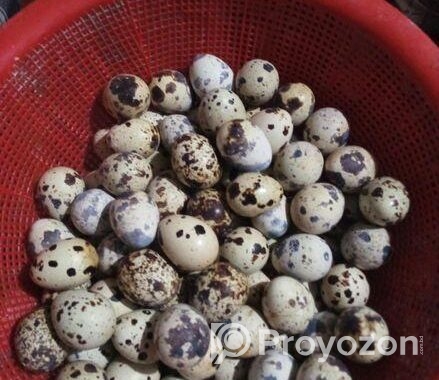 কোয়েল পাখির ডিম।