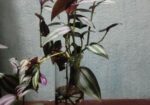ট্রেডসক্যান্টিয়া জেব্রিনা (Tradescantia zebrina)
