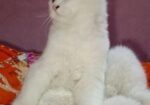pure pursian cat