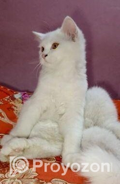 pure pursian cat