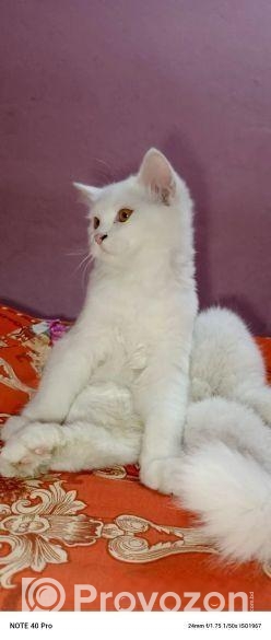 pure pursian cat