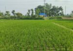 একটি জায়গা বাড়ি সহ বিক্রয় করা হবে।