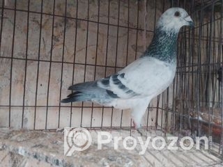 রেসার কবুতর