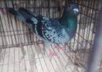 রেসার কবুতর