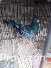রেসার কবুতর