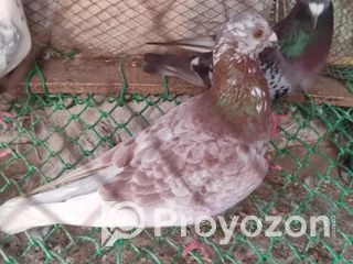 রেসার কবুতর