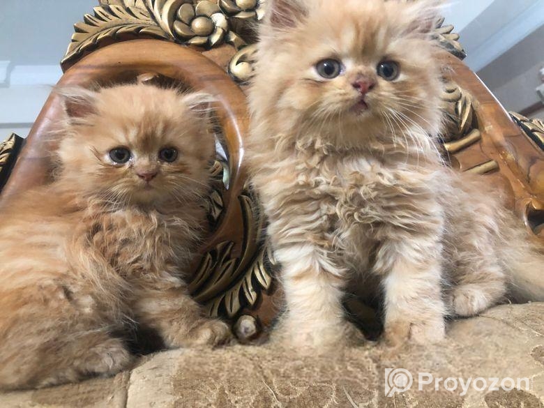 Persian Cat