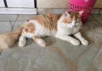 Persian Male Cat