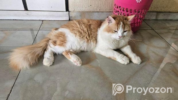 Persian Male Cat