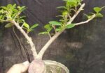 Bonsai