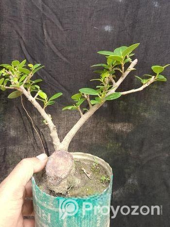 Bonsai