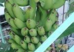 কলাগাছের চারা বিক্রি হবে