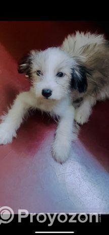 Pet (dog)