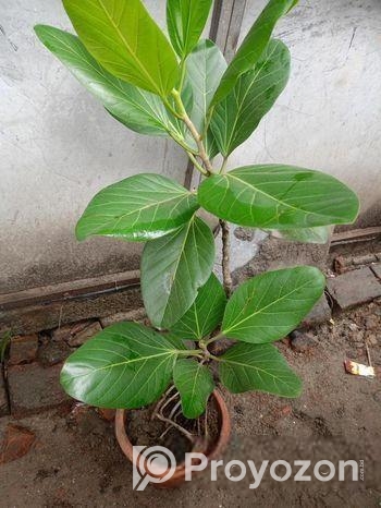 বট গাছ