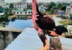 Assel Faytar Baccah Hat Bodol Hobe