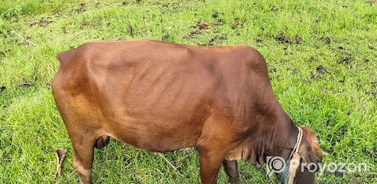Cow 2 Pcs