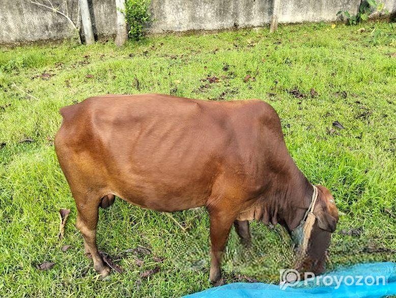 Cow 2 Pcs