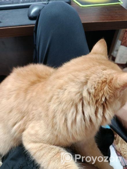 Persian cat