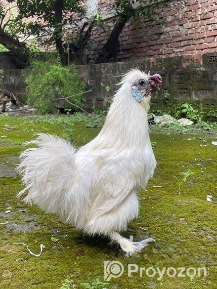 Silky Morogo