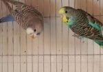 Bazrigor pair