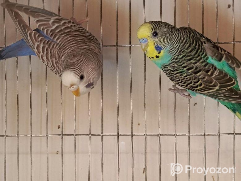 Bazrigor pair