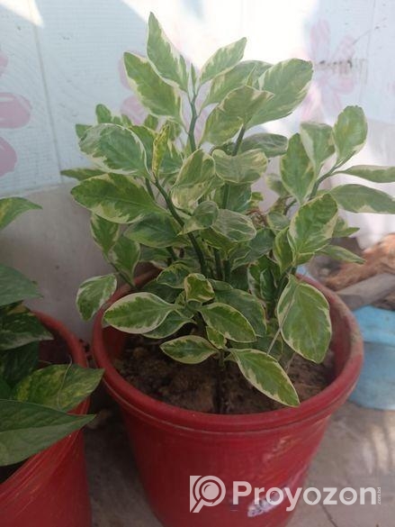 গাছ সেল