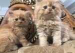 Persian Cat