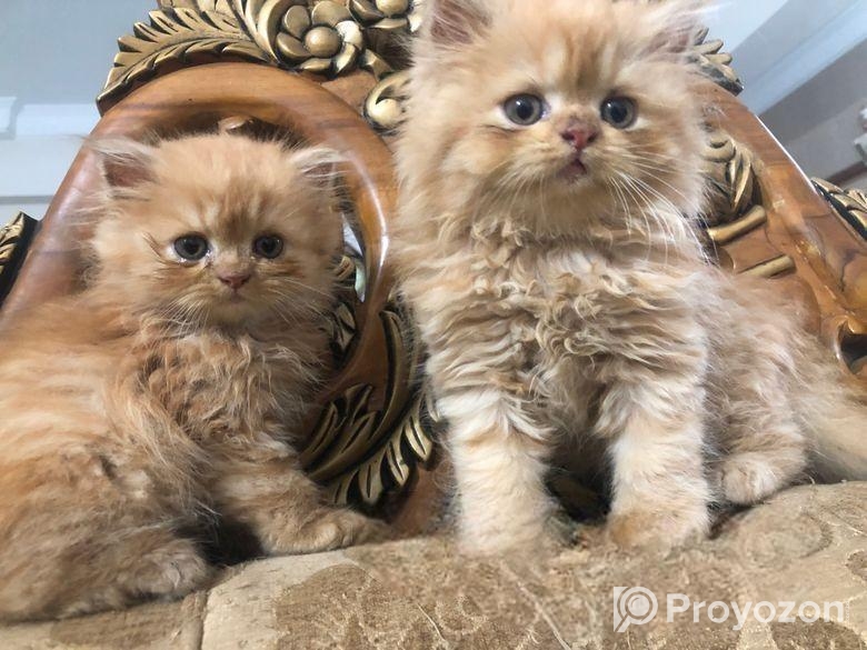 Persian Cat