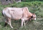 Cow 2 Pcs