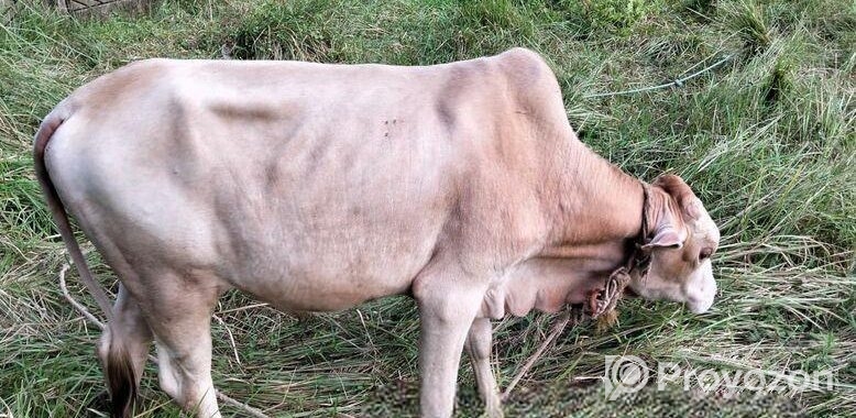 Cow 2 Pcs