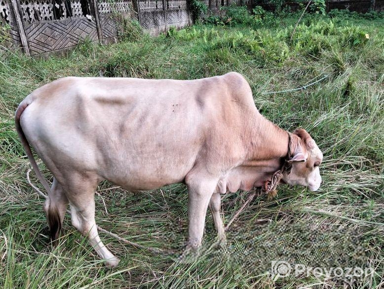 Cow 2 Pcs