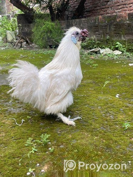 Silky Morogo