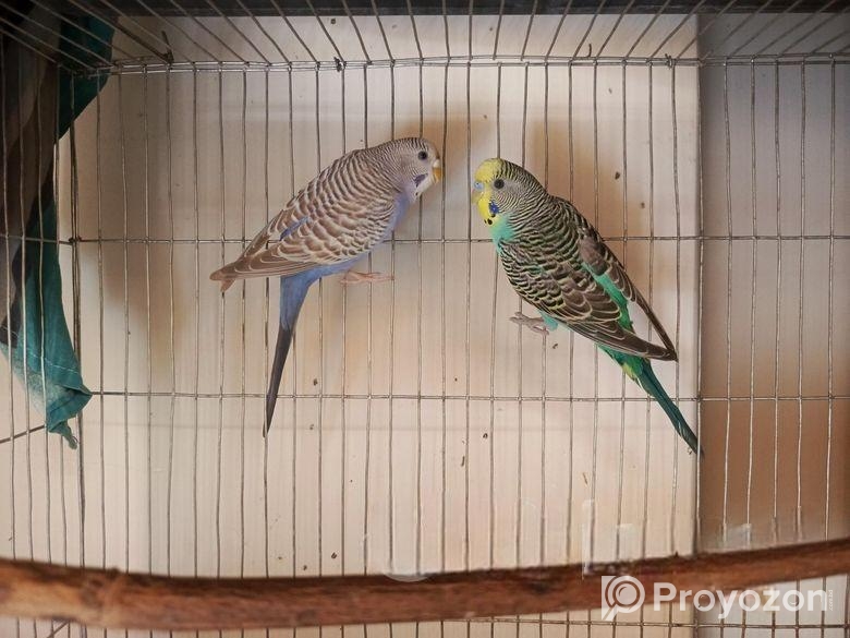 Bazrigor pair