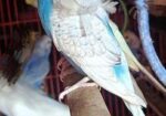 ২ পিছ জেপি ফিমেল