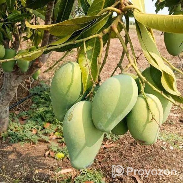 বাগান লিজ দেয়া হবে।