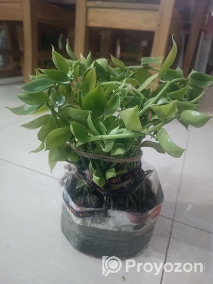 গাছ সেল