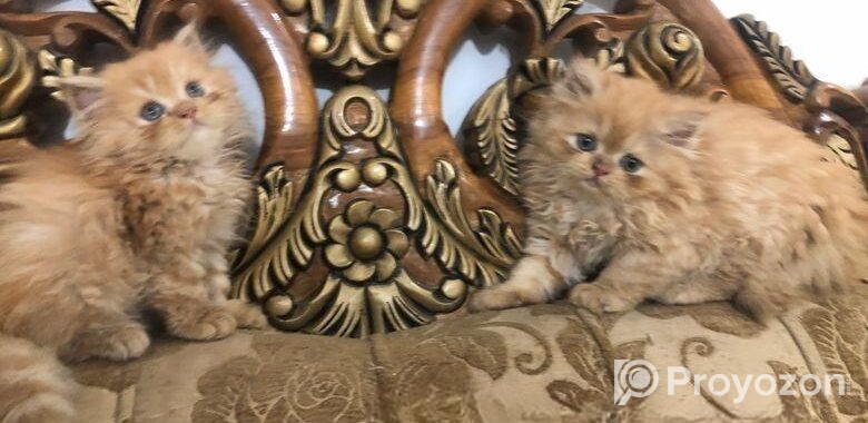 Persian Cat