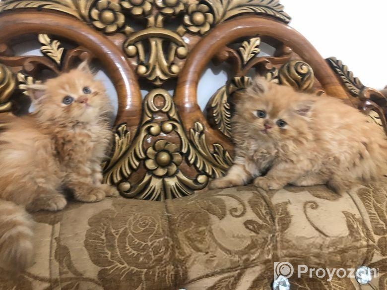 Persian Cat