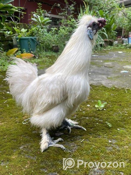 Silky Morogo